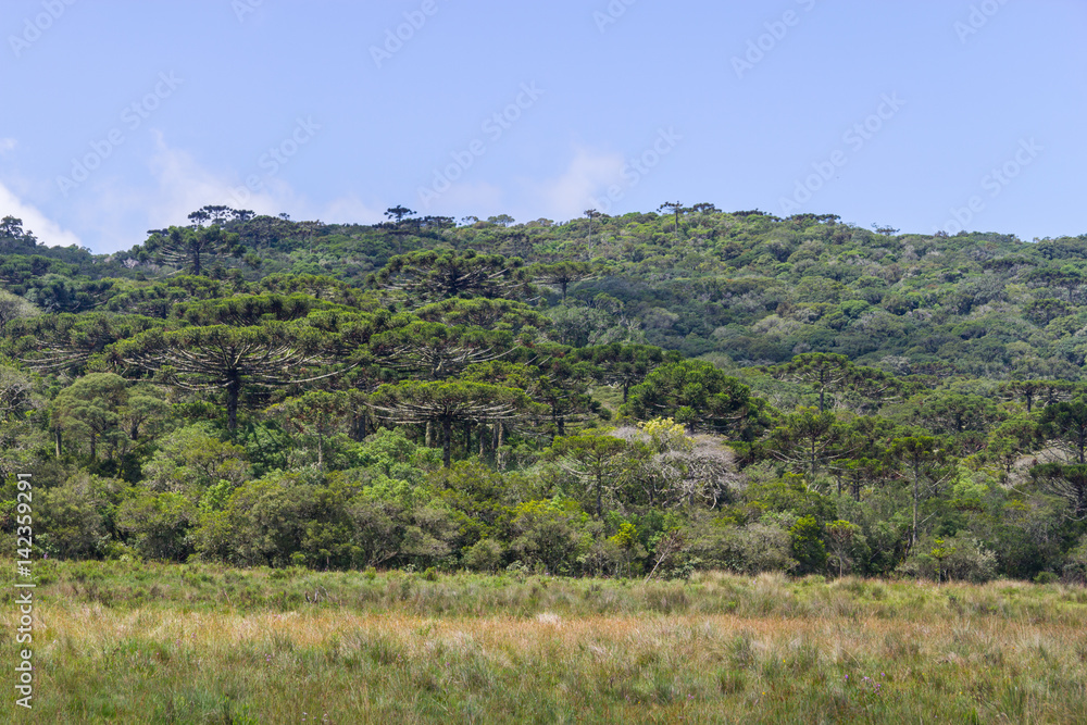 Araucaria angustifolia forest at Itaimbezinho Canyon Araucaria angustifolia forest at Itaimbezinho Canyon