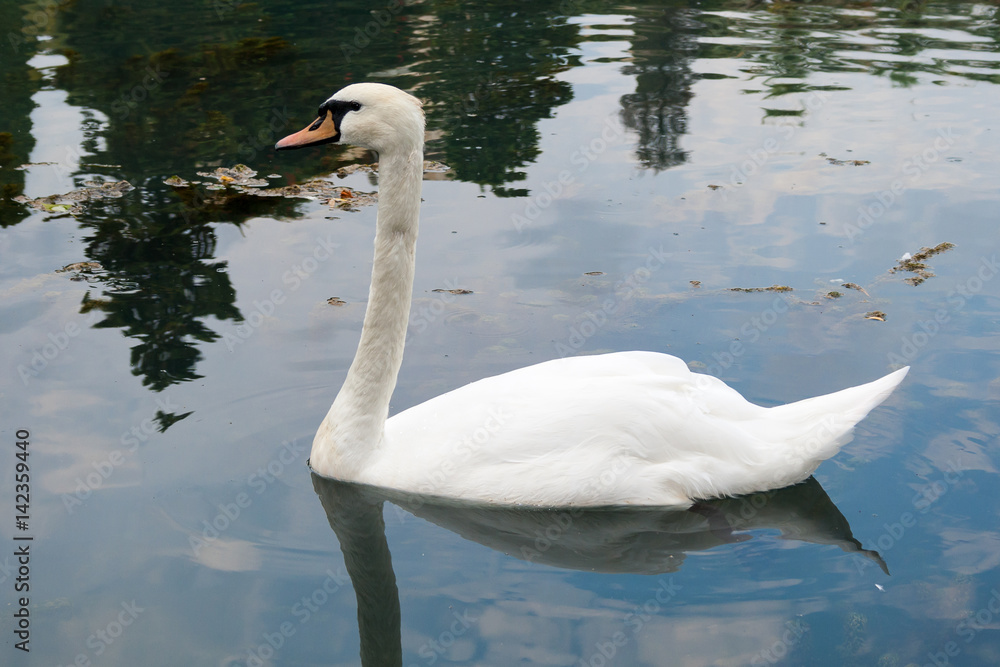 Fototapeta premium White mute swan is swimming on the Lake