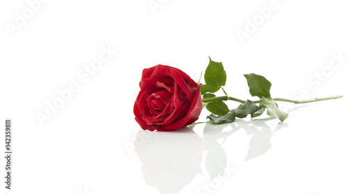 red rose flower