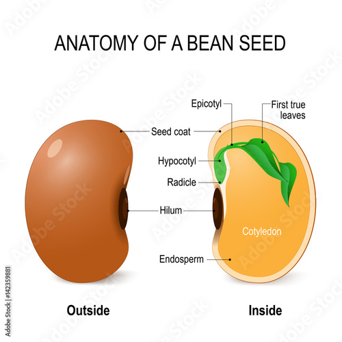 Anatomy of a bean seed. photo