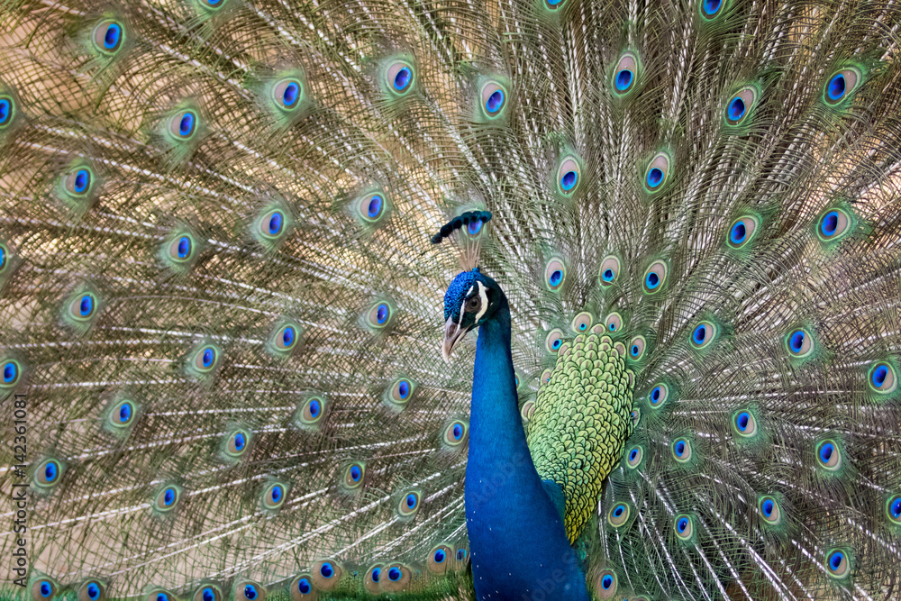 Fototapeta premium Image of a peacock showing its beautiful feathers. wild animals.