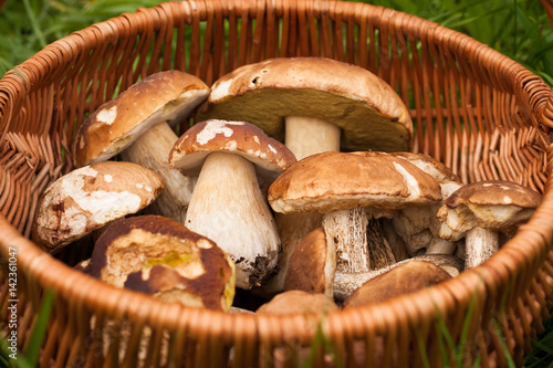 Close Up Of Fresh Forest Edible Mushrooms In Wicker Basket Outdoor Top View. Delicate Mushrooms.