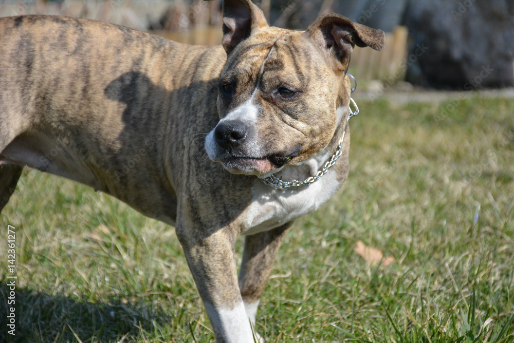 Amstaff Amstaff