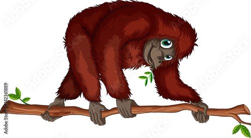 Big monkey