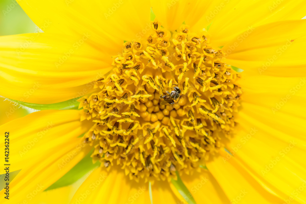 Bees eating pollen from sunflower on a nature background. Bees eating pollen from sunflower on a nature background.