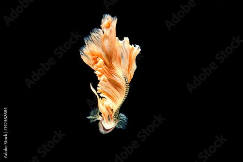Capture the moving moment of white siamese fighting fish isolated on black background. Betta fish © nikomsolftwaer