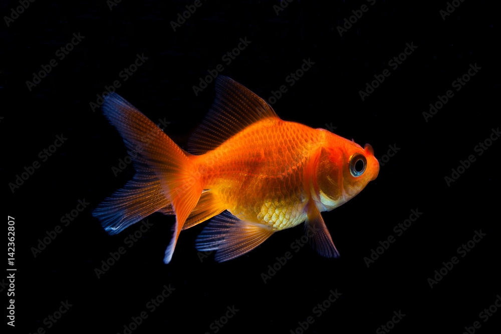 Goldfish in black background Goldfish in black background
