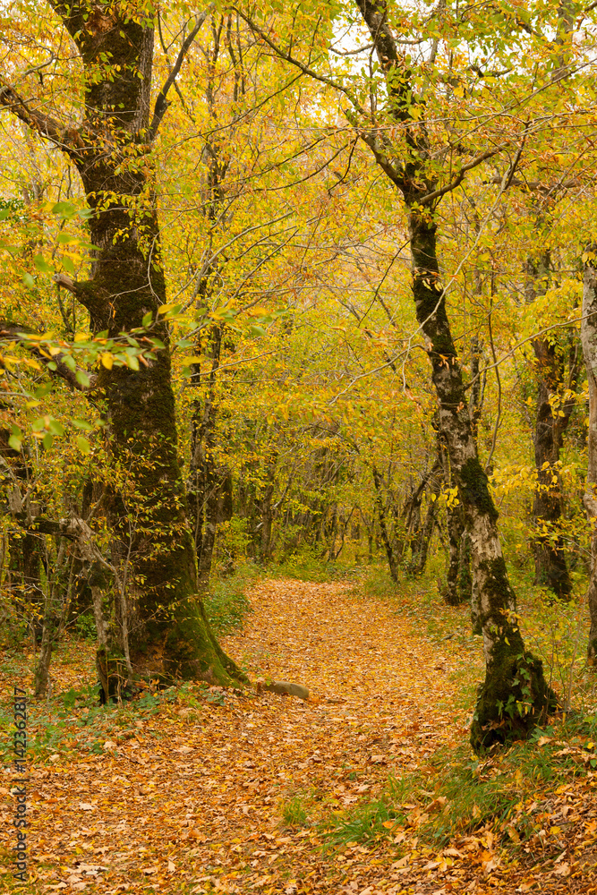 The path is in the autumn forest.