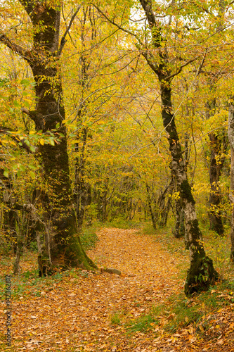 The path is in the autumn forest. © Igor Dashko