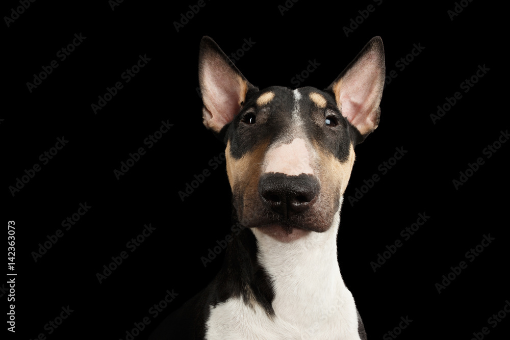 Portrait of Gorgeous Bull Terrier Dog Looking in camera on isolated Black background, front view
