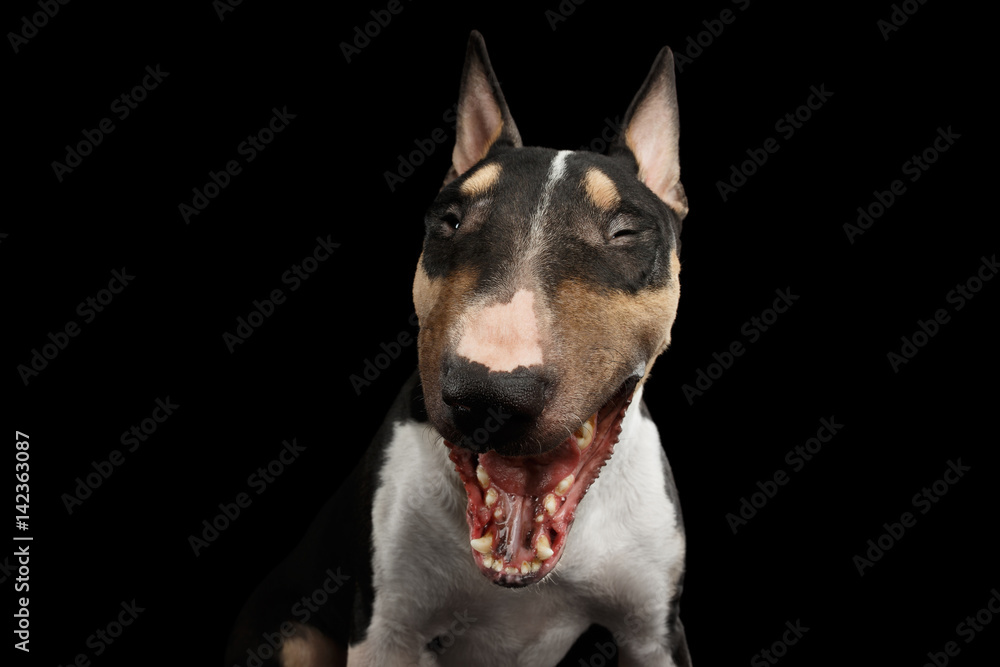 Portrait of Funny Bull Terrier Dog Screaming on isolated Black background, front view