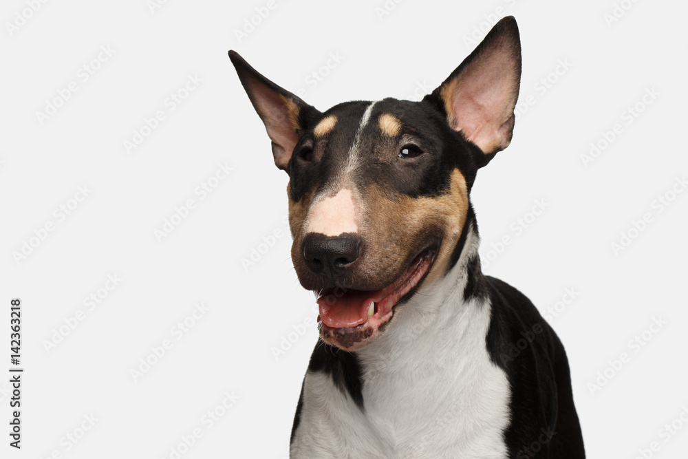 Smiling sales bull terrier