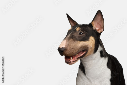 Close-up Portrait of Happy Bull Terrier Dog on isolated White background, profile view