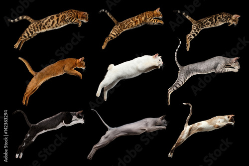 Fototapeta Naklejka Na Ścianę i Meble -  Group of Cats in Jumping, Nine lives, on isolated Black background, side view
