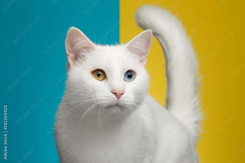 Portrait of Pure White Cat with odd eyes and tail on bright Blue and Yellow Background, front view