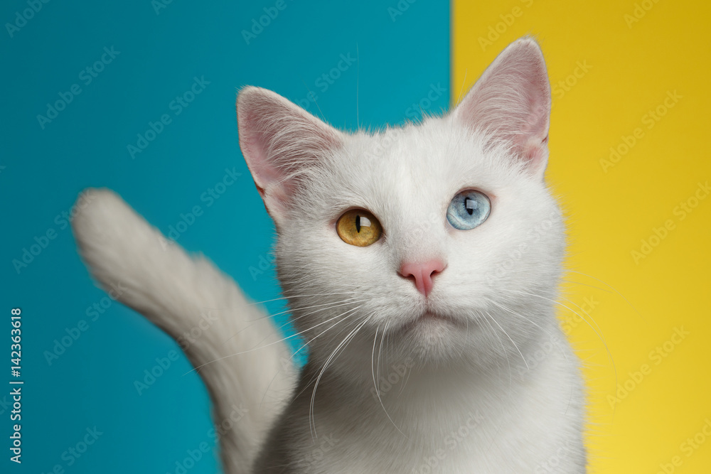 Ταπετσαρία Portrait of Pure White Cat with odd eyes and tail on bright Blue and Yellow Back