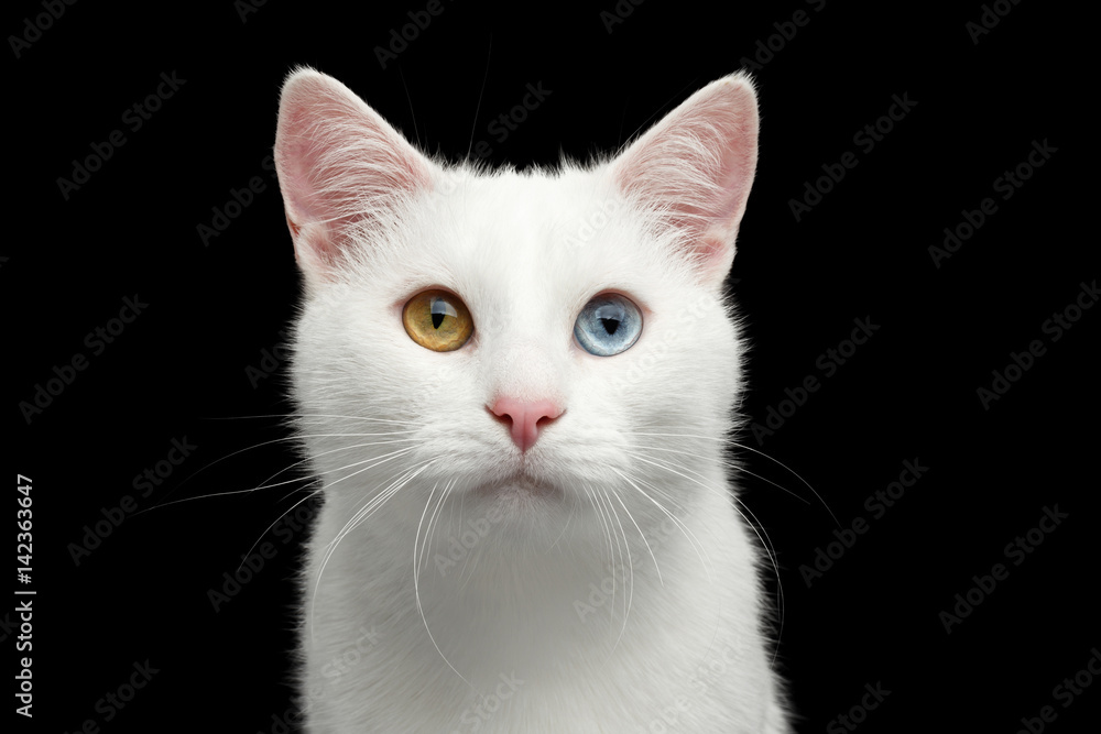 Portrait of Pure White Cat with odd eyes on Isolated Black Background, front view