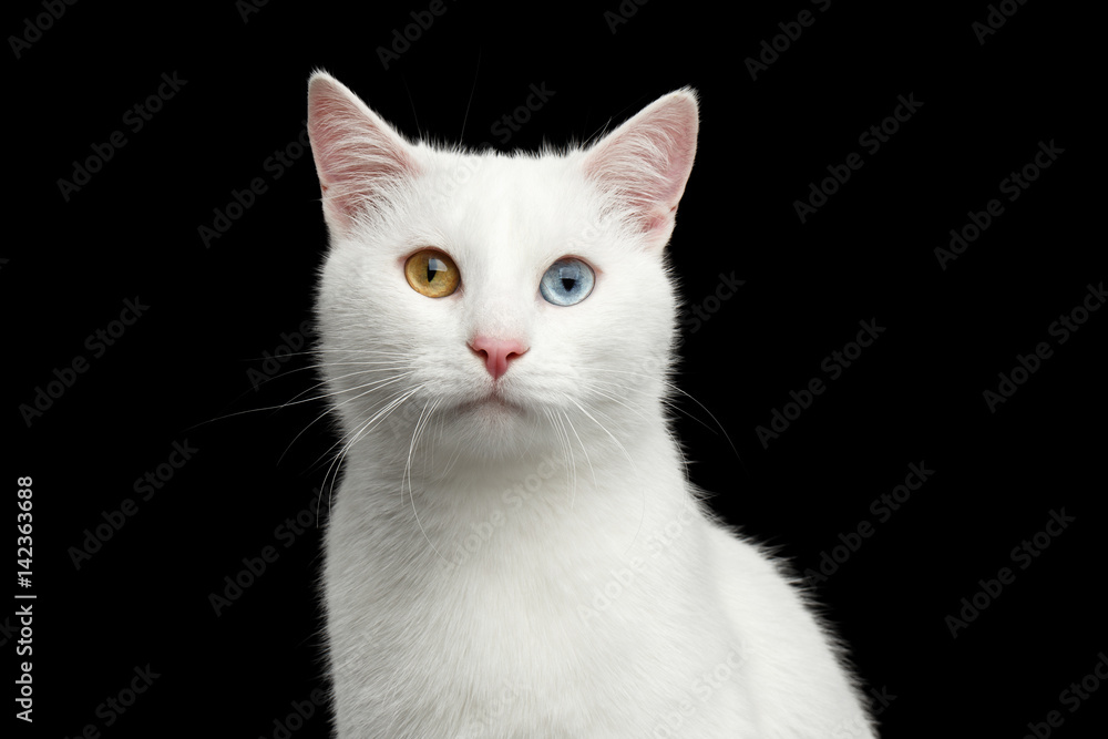 Portrait of White Cat with odd eyes on Isolated Black Background Portrait of White Cat with odd eyes on Isolated Black Background