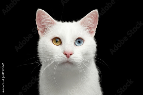 Portrait of Pure White Cat with odd eyes on Isolated Black Background, front view © seregraff