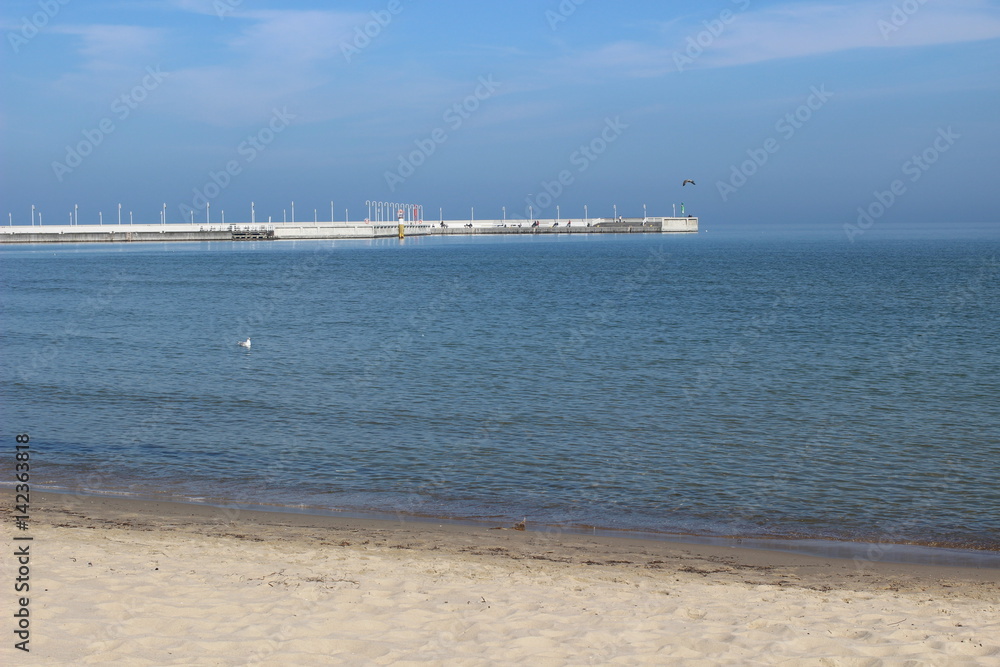 Blackheaded gull on the beach, seagull and swan an the beach, birds on the sea, pier on the sea, pier, sea, swan, sunny day on the beach, sunny say on the sea, baltic sea, 