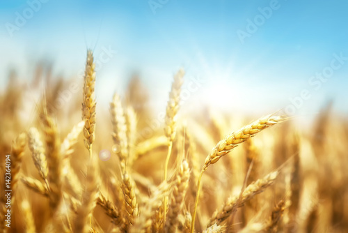 Wheat and sun