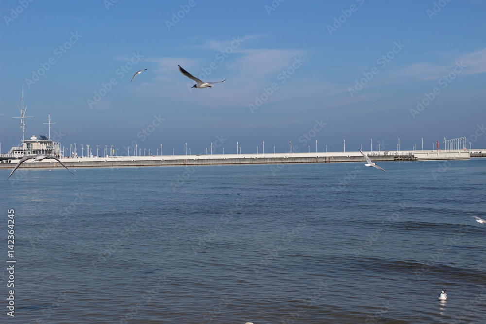 Blackheaded gull on the beach, seagull and swan an the beach, birds on the sea, pier on the sea, pier, sea, swan, sunny day on the beach, sunny say on the sea, baltic sea, 