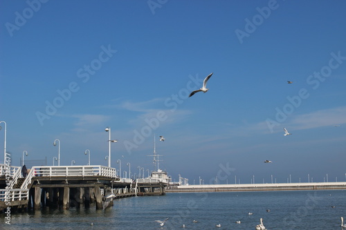 Blackheaded gull on the beach  seagull and swan an the beach  birds on the sea  pier on the sea  pier  sea  swan  sunny day on the beach  sunny say on the sea  baltic sea  