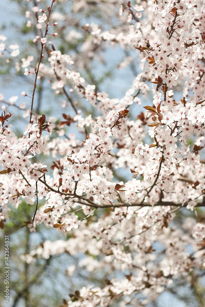 Flowering trees. Blooming garden. White flowers. Warm spring. Flowering trees. Blooming garden. White flowers. Warm spring.