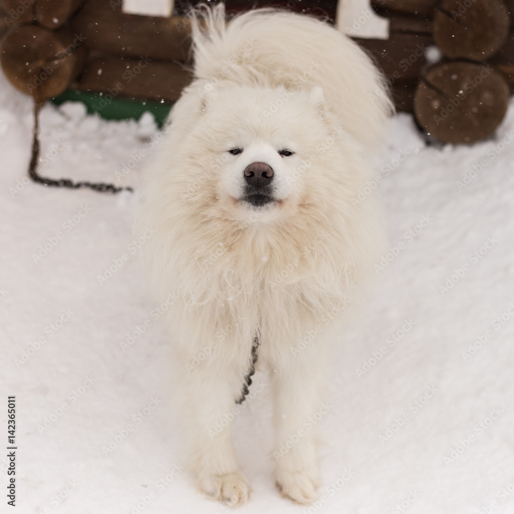 fluffy white dog in the snow