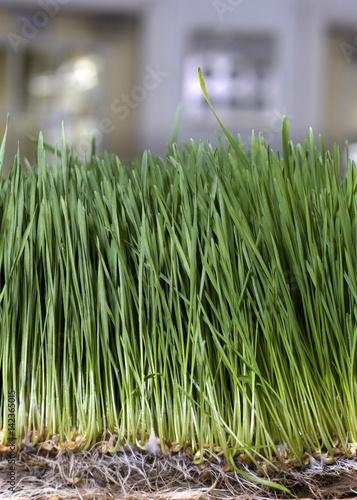 Fresh produce close up details.