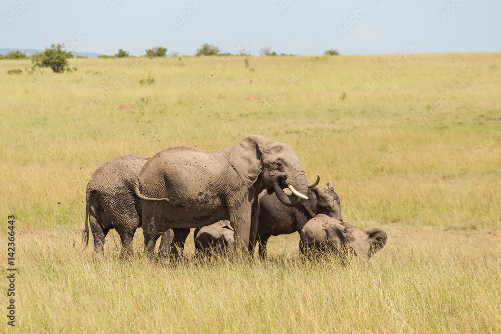 Elephants at a watering hole on the savanna