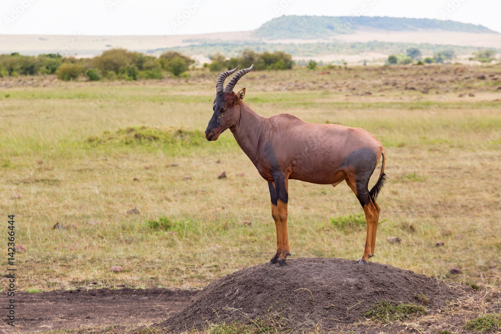 Topi standing on an earth mound Topi standing on an earth mound