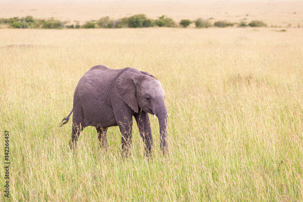 Elephant calf walking in the grass Elephant calf walking in the grass