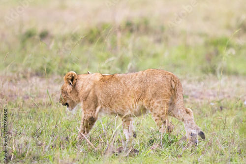 Lonely Lion Cub walking in the grass on the African savannah