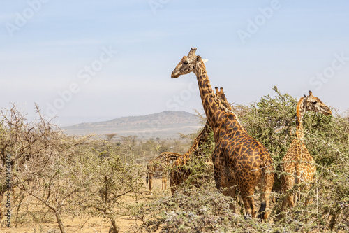 Flock of Giraffes at the trees on the savanna