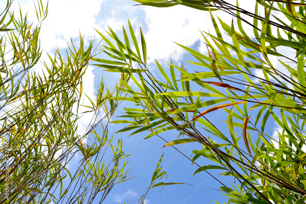 Naklejka premium leaf bamboo blue sky