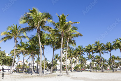 Palm Trees in Miami Beach © philipus