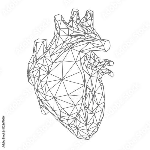 Cuore umano anatomico, forma del cuore reale in stile lineare polygonale, linee grigie sullo sfondo bianco, illustrazione vettoriale