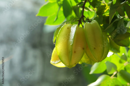 Green star apple fruit on the tree,carambola on the tree.. photo