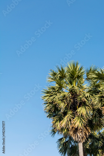 palm tree under blue sky © chanyutcb