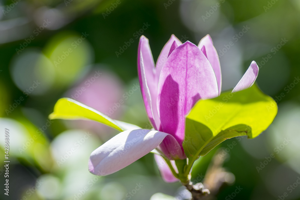 Single magnolia pink flower on green background Single magnolia pink flower on green background