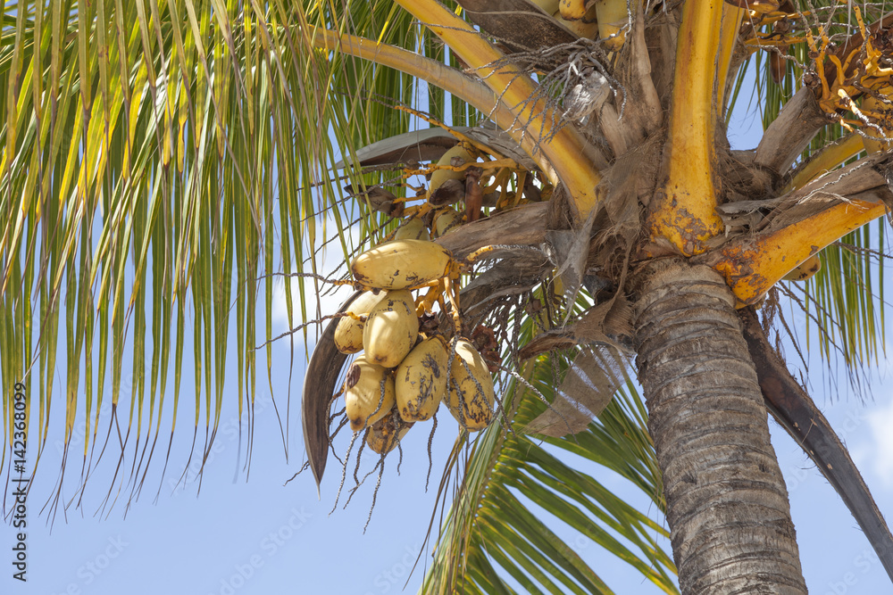 Naklejka premium Coconut palm tree