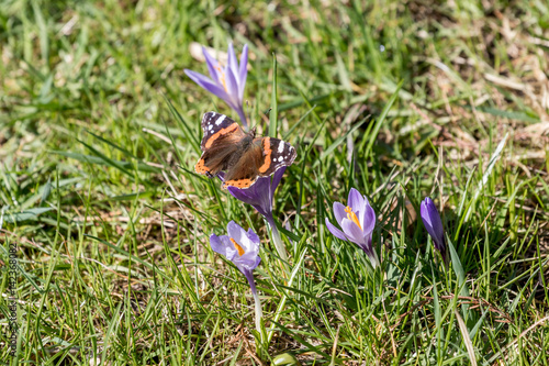 Schmetterling auf Futtersuche photo