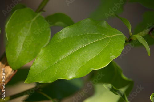 Leaf of Cinnamomum camphora tree