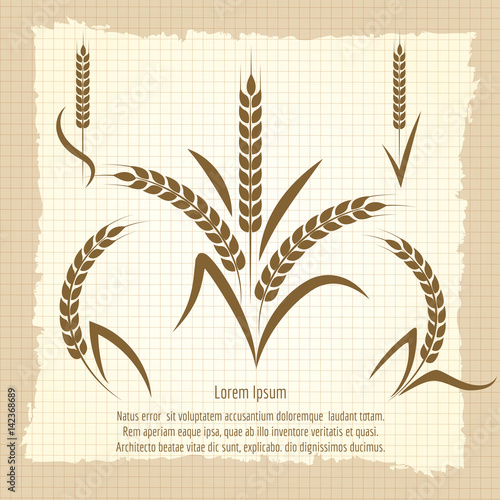 Wheat branches design vector illustration. Harvest vintage poster