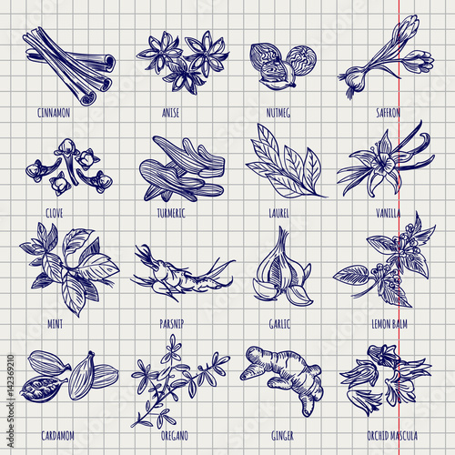 Hand drawn spices and herbs sketch collection on notebook page background. Vector illustration