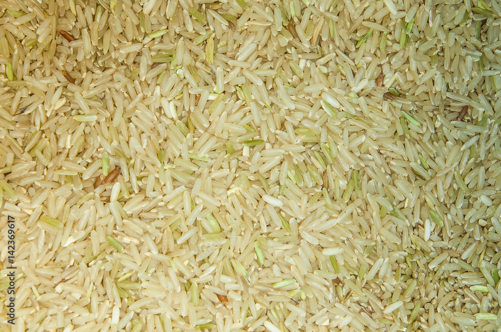 Fresh paddy rice milling from milling machine. Pattern and texture.