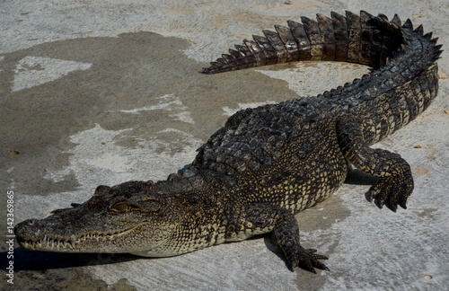 Crocodile saltwater Thailand zoo