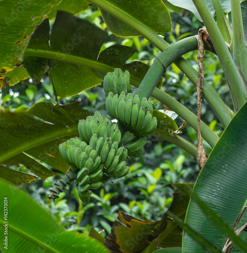 Bunch of unripe bananas hanging from branch of tree