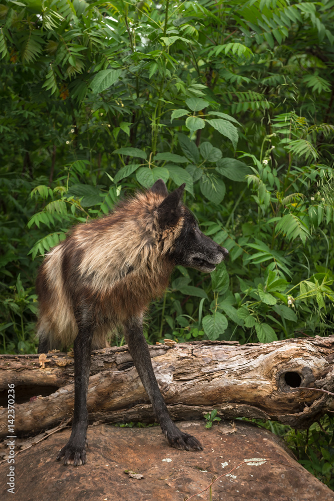 Naklejka premium Black Phase Grey Wolf (Canis lupus) Over Log Looks Right